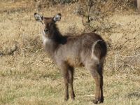 Mount Etjo - Pirschfahrt