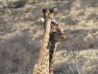 Mount Etjo - Pirschfahrt