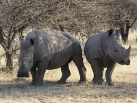 Mount Etjo - Pirschfahrt