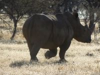 Mount Etjo - Pirschfahrt - und noch eins