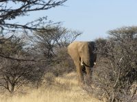 Mount Etjo - Pirschfahrt - Elefantenattacke