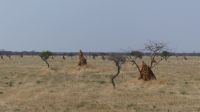 Namibia - Termiten Museum