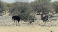 Etosha NP - Familie Strauß