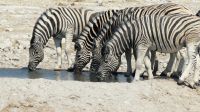 Etosha NP - Zebras