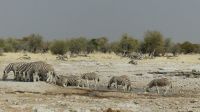 Etosha NP - Pirschfahrt