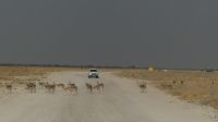 Etosha NP - Pirschfahrt