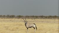 Etosha NP - Pirschfahrt - Oryx