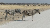 Etosha NP - Pirschfahrt - Zebrastreifen