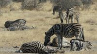 Etosha NP - Pirschfahrt - überall schwarz weiß