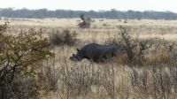 Etosha NP - Pirschfahrt - Spitzmaulnashorn ohne Horn