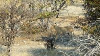 Etosha NP - Pirschfahrt - die kennen wir doch