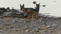 Etosha NP - Pirschfahrt - Schabrackenschakale