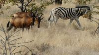 Etosha NP - Pirschfahrt - Kuhantilopen und Zebra