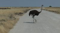 Etosha NP - Pirschfahrt - Gevatter Strauß