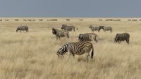 Etosha NP - Pirschfahrt - wieder riesige Zebraherden