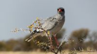 Etosha NP - Pirschfahrt - Weißburzelsinghabicht