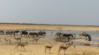 Etosha NP - Pirschfahrt - Szenerie am Wasserloch