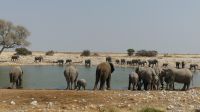 Etosha NP - Pirschfahrt - Elefantenherde in Okaukuejo