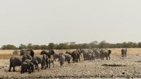 Etosha NP - Pirschfahrt - und da ziehen sie wieder von dannen