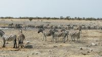 Etosha NP - Pirschfahrt - die nächsten 100 Zebras