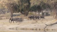 Bootsfahrt auf dem Okavango - Elefantenrennen zum Fluss