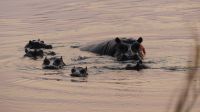 Sonnenaufgang am Okavango - Hippo-Familie
