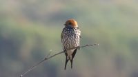 Vogelwelt am Zambezi - Streifenschwalbe