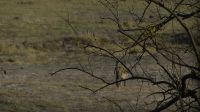 Pirschfahrt im Chobe NP - Leopard zieht von dannen