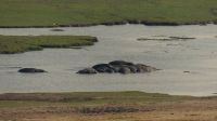 Pirschfahrt im Chobe NP - Hippo-Pool