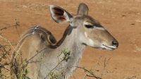 Pirschfahrt im Chobe NP - Kudu-Dame mit Madenhacker