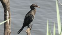 Botswana - Impressionen am Chobe - Kormoran
