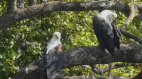 Bootsfahrt auf dem Chobe - Schreiseeadler (Fish Eagle)