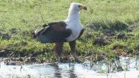 Bootsfahrt auf dem Chobe - Schreiseeadler (Fish Eagle)