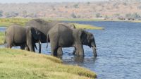 Elefantistische Bootsfahrt auf dem Chobe 