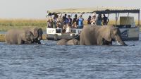 Elefantistische Bootsfahrt auf dem Chobe 