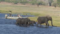 Elefantistische Bootsfahrt auf dem Chobe 