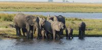 Elefantistische Bootsfahrt auf dem Chobe 