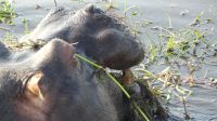 Bootsfahrt auf dem Chobe - Hippo