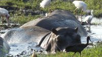 Bootsfahrt auf dem Chobe - Hippos, grüner Ibis (Hadeda), Löffler