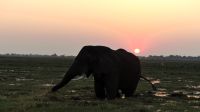Bootsfahrt auf dem Chobe - Sonnenuntergang mit Elefanten
