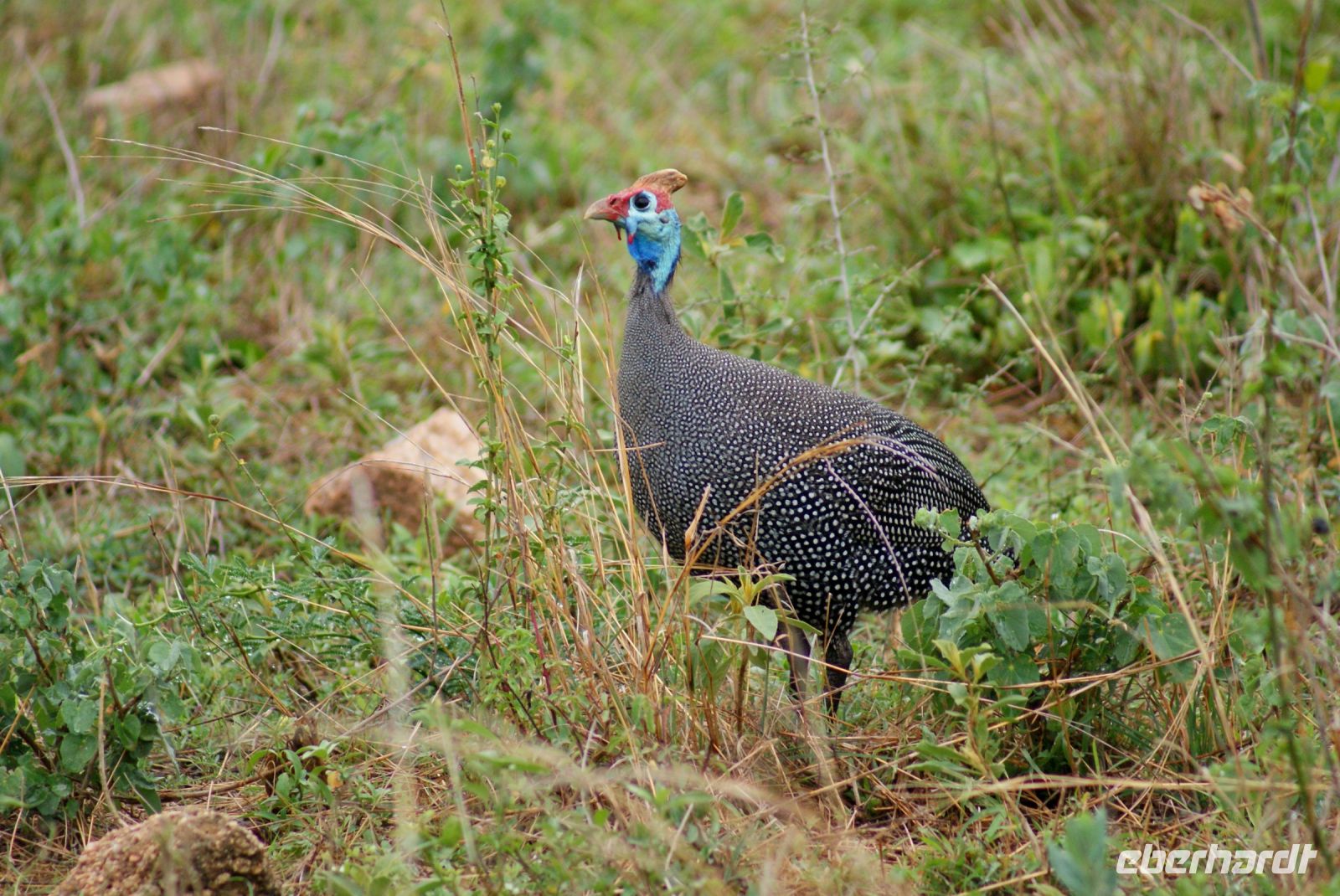 239 Perlhuhn