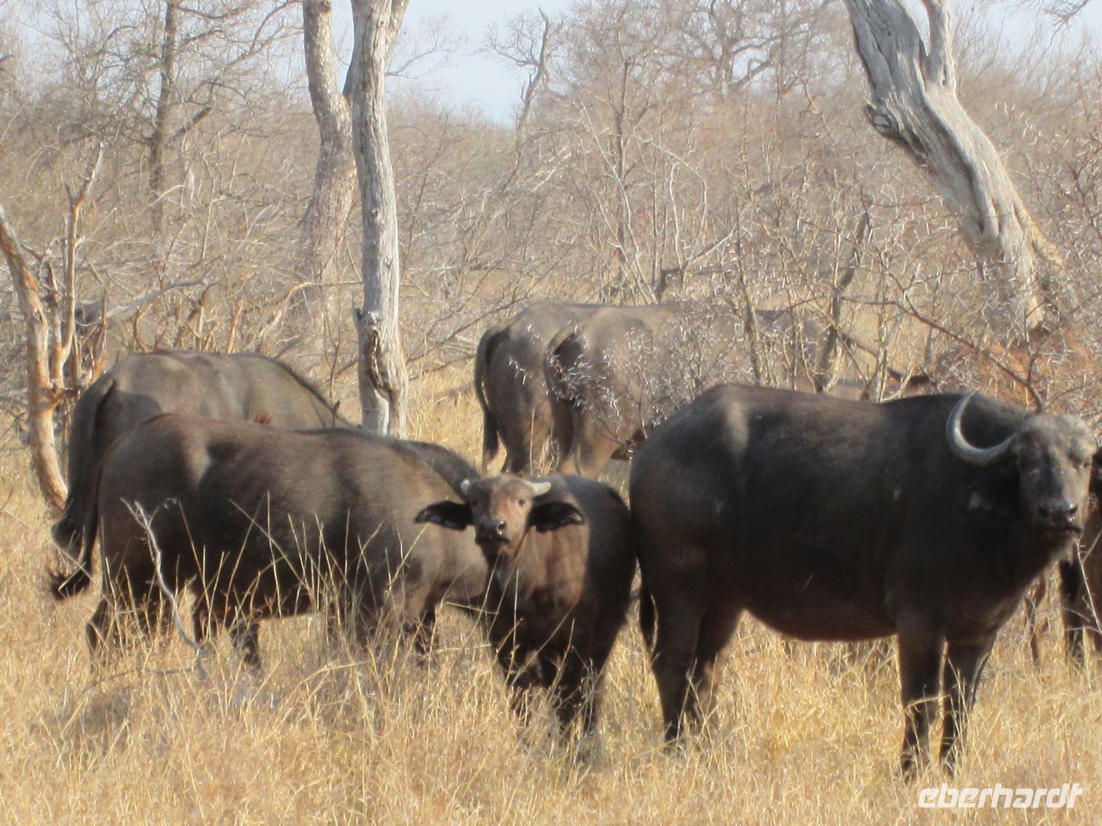 Büffel im Prideland Game Resort