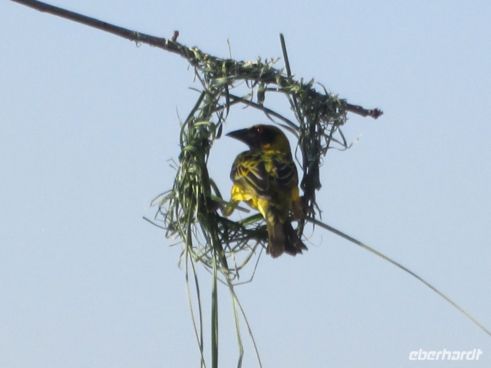 Webervogel beim Nestbau