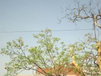 leider noch nicht blühende Jacarandabäume