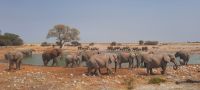 Etosha Nationalpark - Wasserloch Okaukuejo