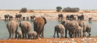 Etosha Nationalpark - Wasserloch Okaukuejo