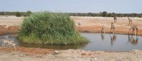 Etosha Nationalpark 