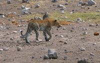 Leopard im Etosha