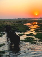 Sonnenuntergang am Chobe
