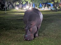 Vic Falls - abendlicher Besuch in der Lodge